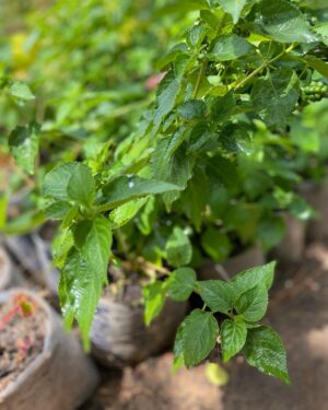 Lantanier (Thé de Gambie)