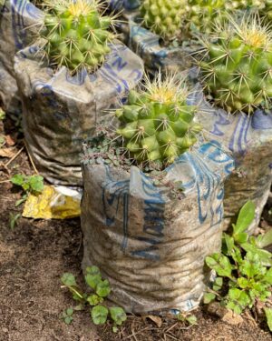 Mammillaria Compressa