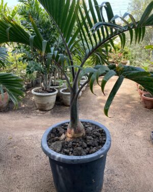 Palmier Bonbonne (Hyophorbe Lagenicaulis)