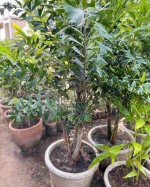 Palmier à Sucre (Palmier de Palmyre)