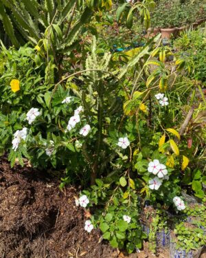 Pervenche de Madagascar