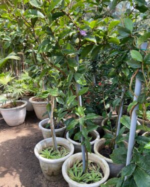 Petrea Volubilis (Vigne Bleue)