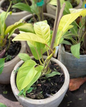 Philodendron Grimpant de Colombie