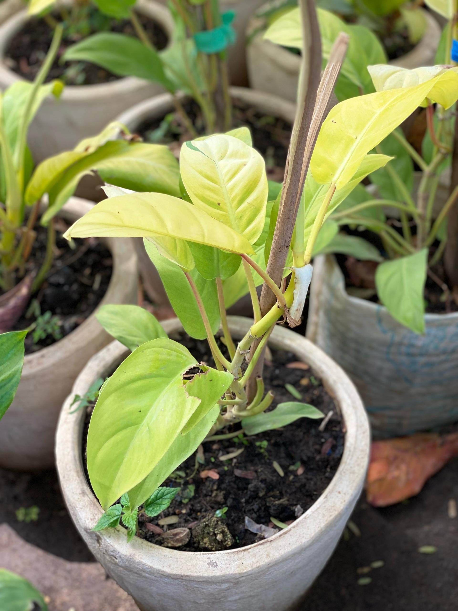 Philodendron Grimpant de Colombie