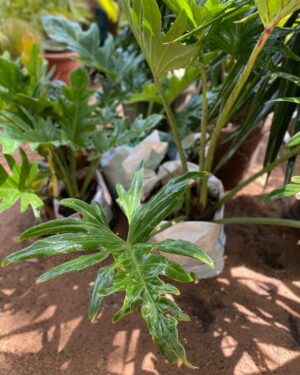 Thaumatophyllum Xanadu