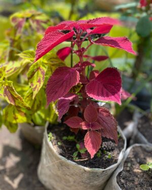 Plectranthus Scutellarioides (Coléus)