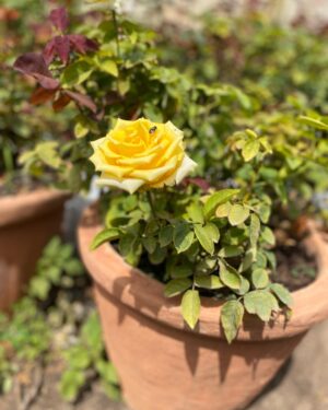 Rosier Hybride de Thé