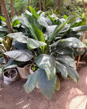 Spathiphyllum Lanceifolium