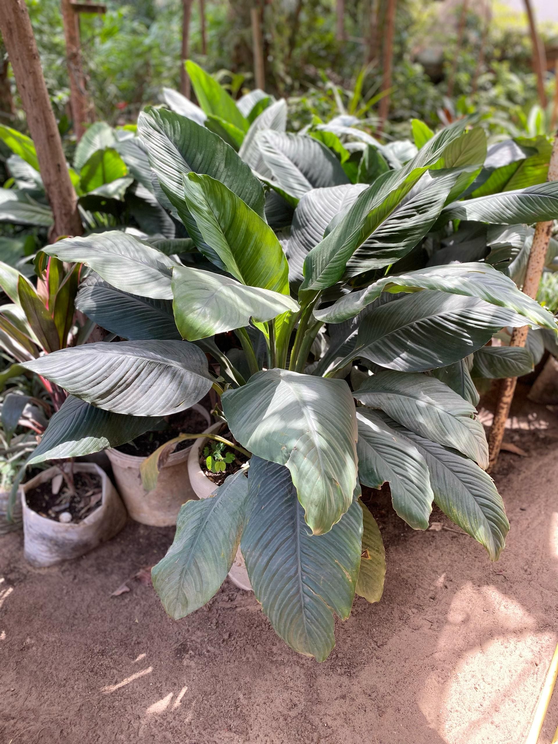 Spathiphyllum Lanceifolium