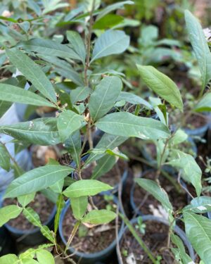 Aphania Senegalensis (Khewar)