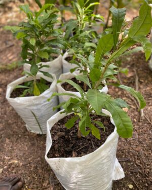 Calebassier (Crescentia Cujete)