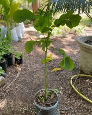 Cassia Alata (Dartrier)