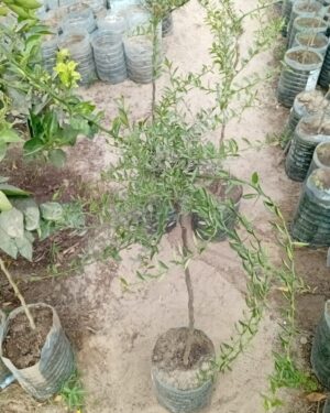 Citron Caviar à Chair Rose