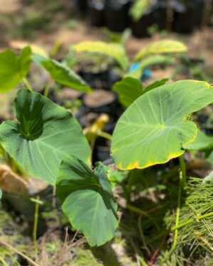 Diabaré (Chou de Chine)