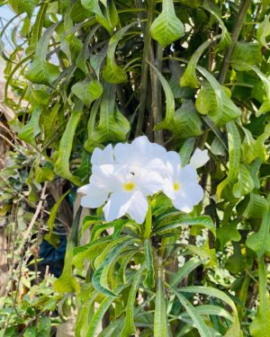 Frangipanier Pudique (Bouquet de Mariée)