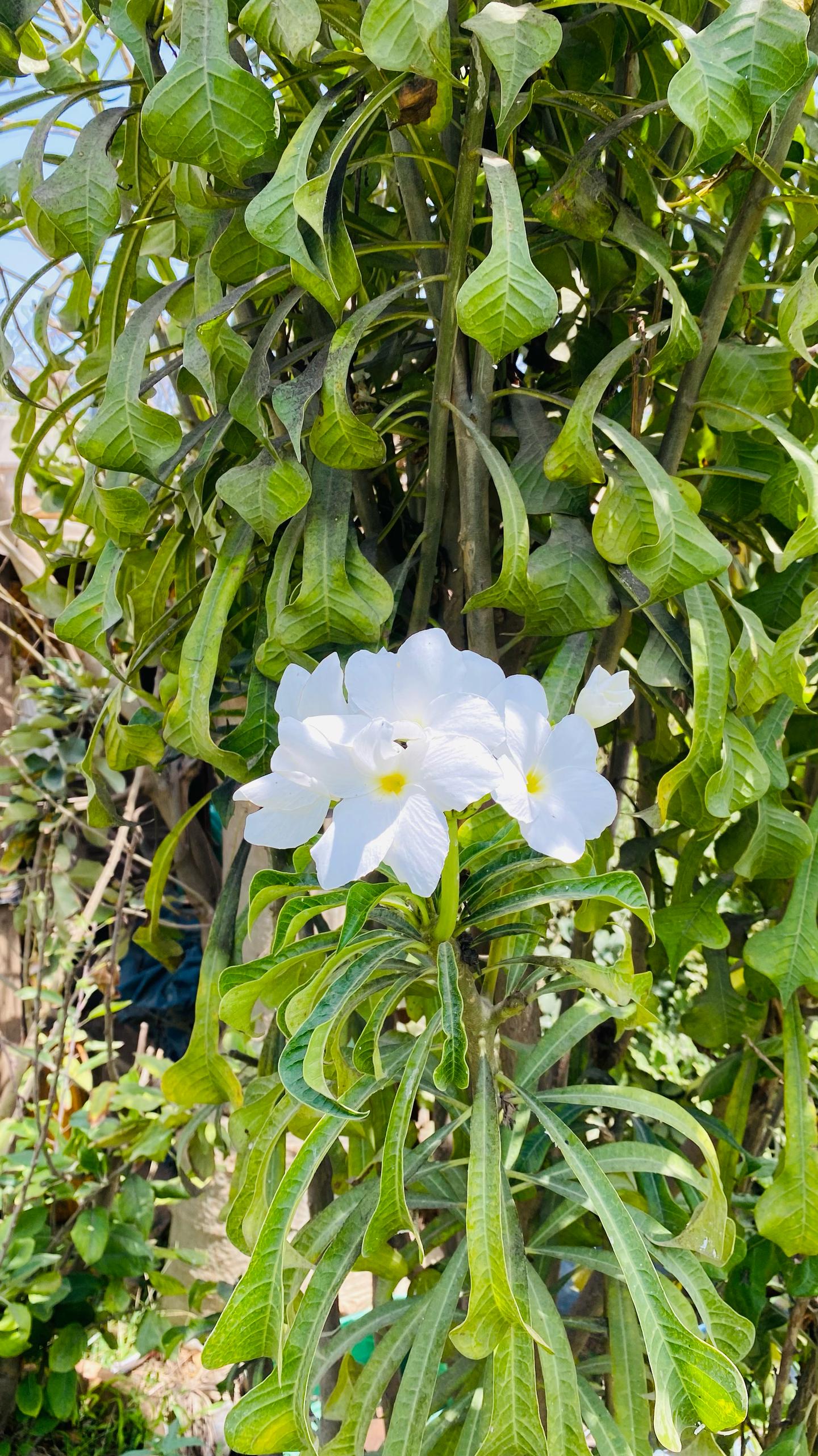 Frangipanier Pudique (Bouquet de Mariée)