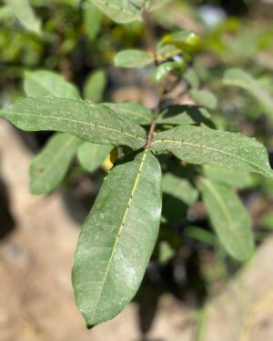 Guene Gui Deg (Fagarier)