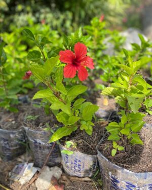 Hibiscus d'Intérieur