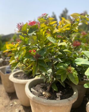 Ixora Coccinea