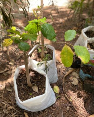 Kigelia Africana (Dambale)