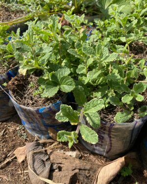 Menthe Odorante (Mentha Suaveolens)