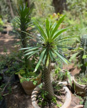 Pachypodium Lamerei (Palmier de Madagascar)