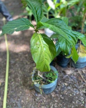 Morinda Citrofolia (Noni)