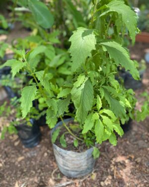 Chenopodium Ambrosioides