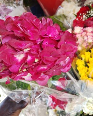 Bouquets de Fleur Hortensia