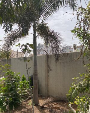 Palmier Queue-de-Renard