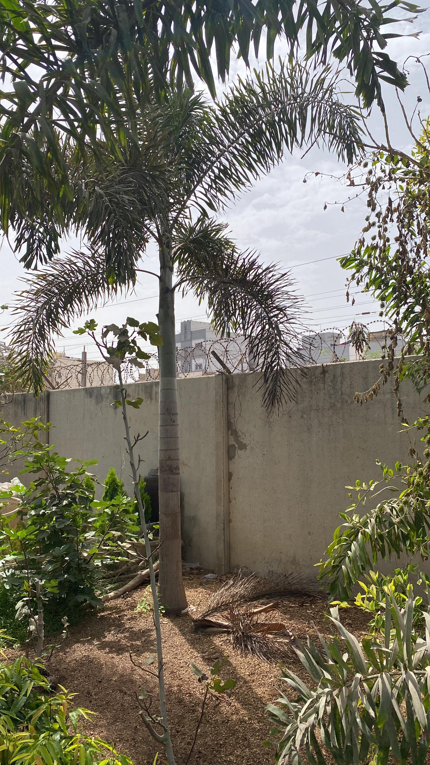 Palmier Queue-de-Renard