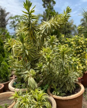 Dragonnier à Feuilles