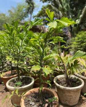 Palmier Queue de Poisson