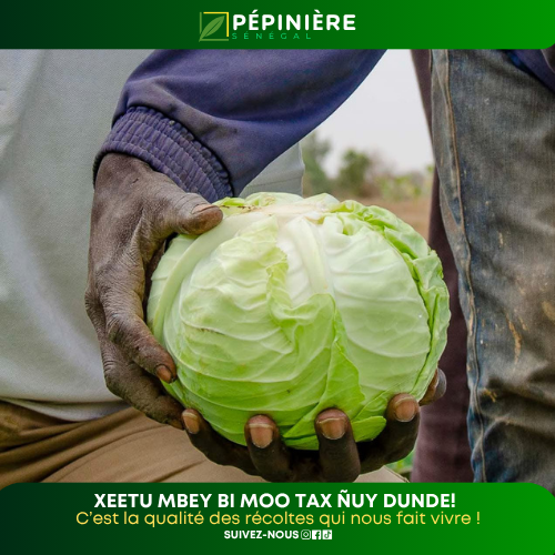 Xam-xam ci mbay, njariñ ci dund