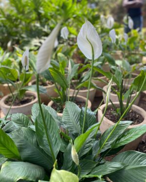 Spathiphyllum