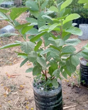 Goyavier Thaïlandais