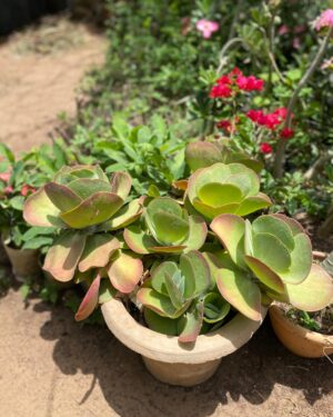 Kalanchoé à Fleurs en Thyrse