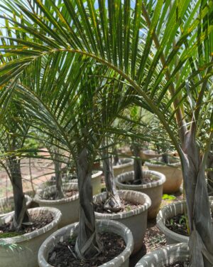 Ravenea des Rivières