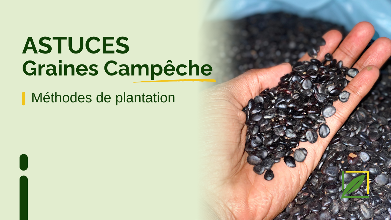 Graines de Campêche : méthodes de plantation réussie