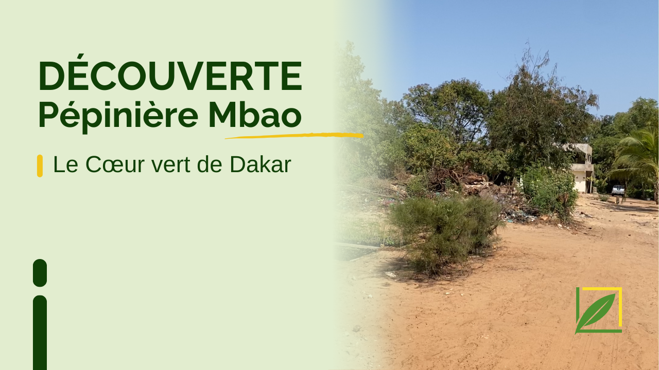 La Pépinière de Mbao : le cœur vert de Dakar et un marché incontournable des plantes au Sénégal