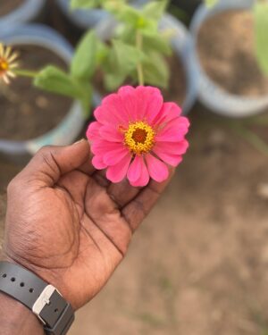 Zinnia À Fleur De Dahlia