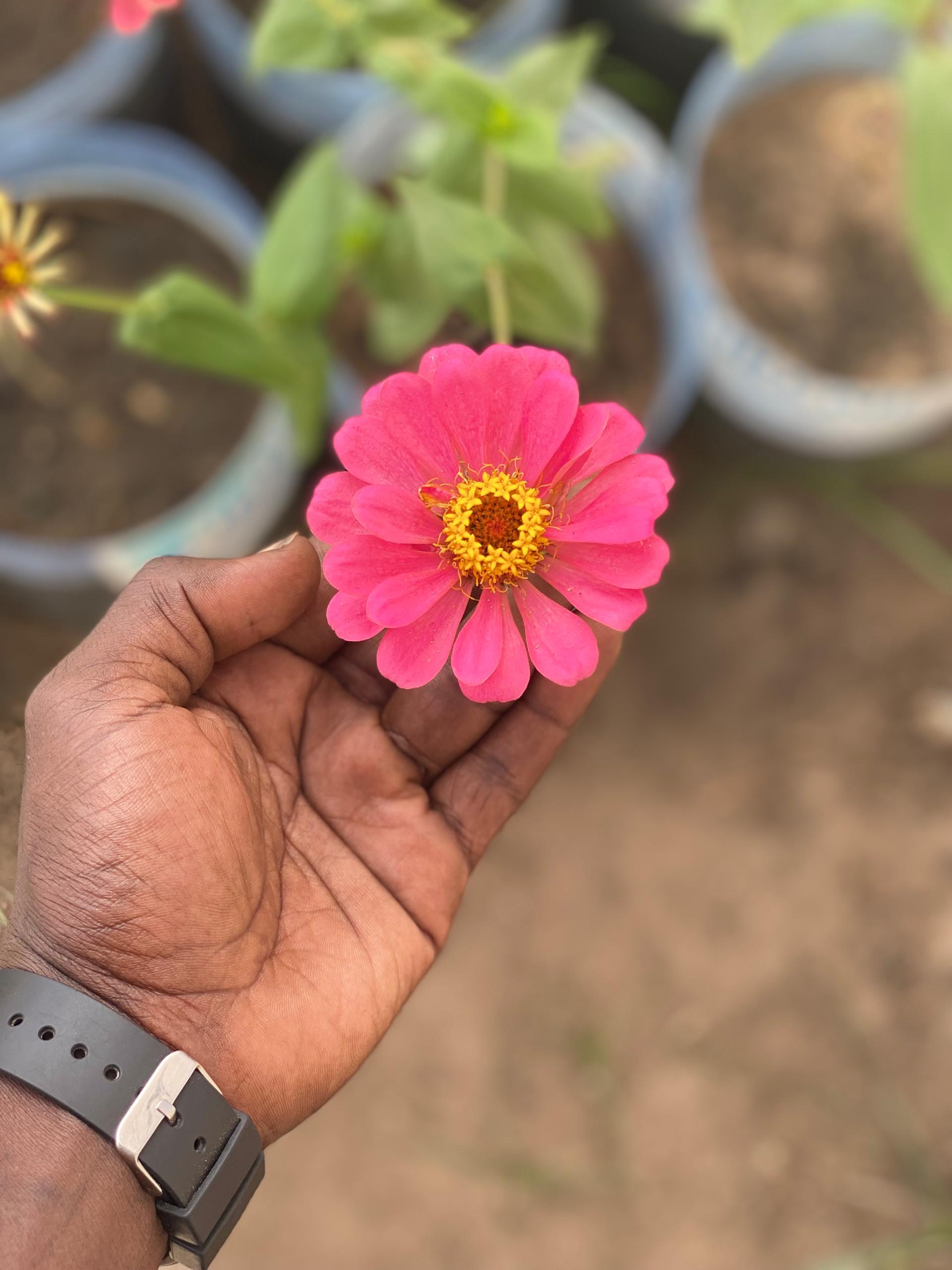 Zinnia À Fleur De Dahlia