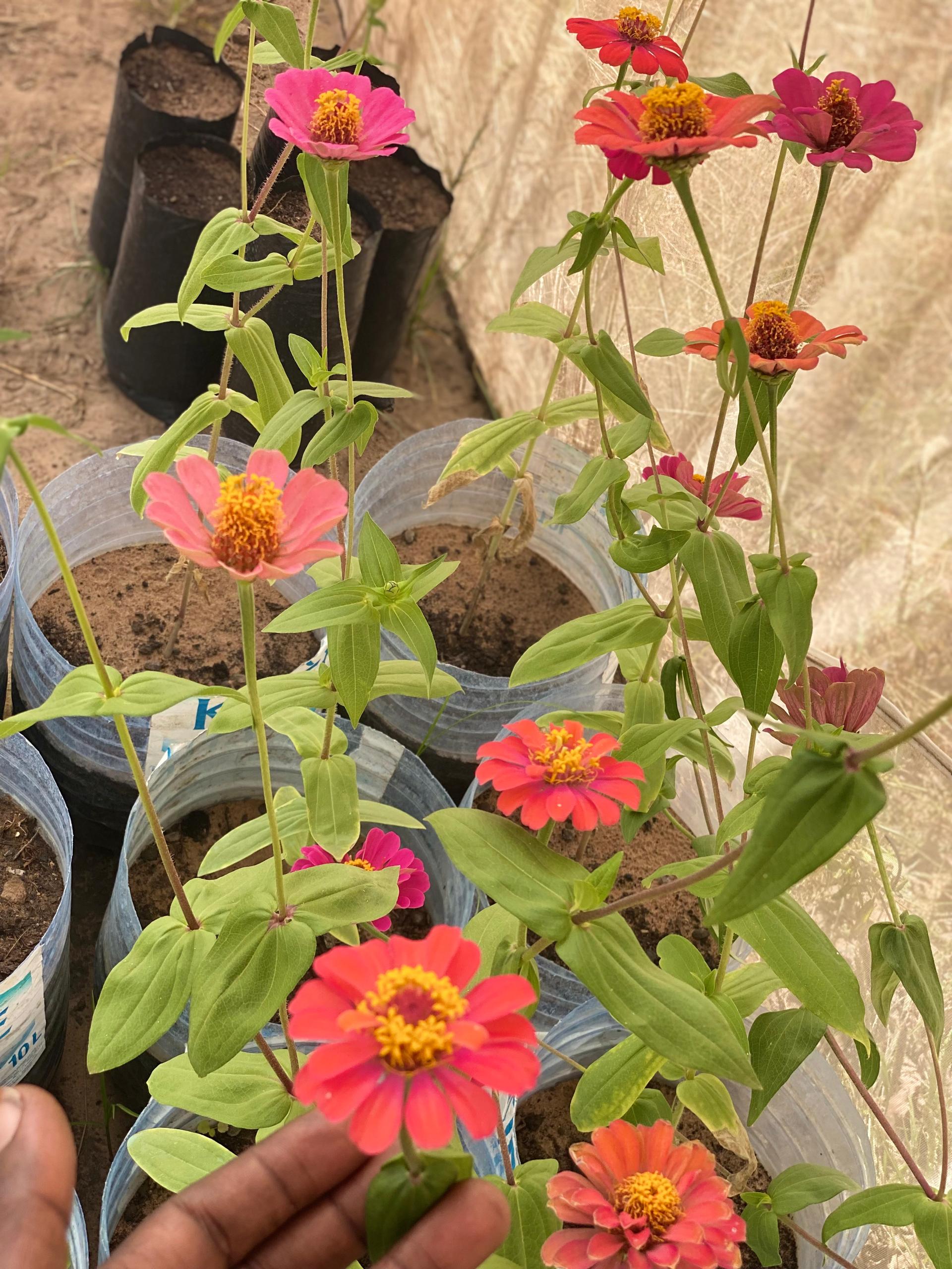 Zinnia À Fleur De Dahlia