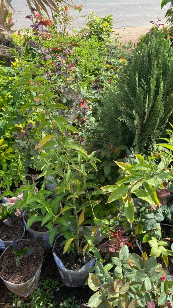 Jasmin d'arabie – Image 3