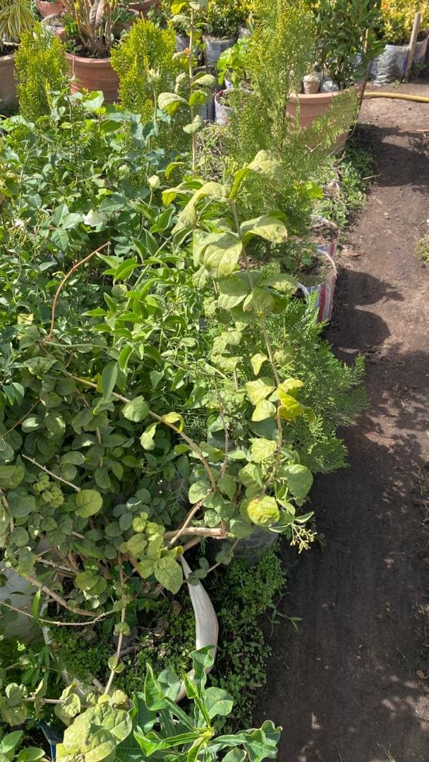 Jasmin d'arabie – Image 2