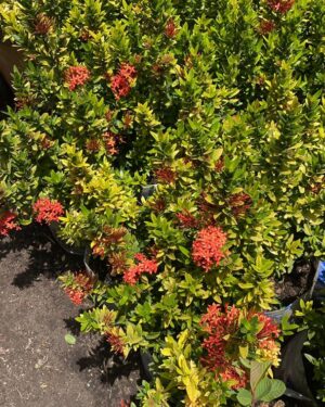 Ixora rouge